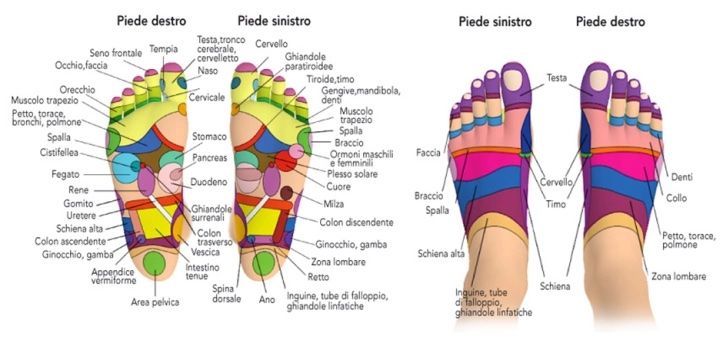 Mappa riflessologia plantare Alma Matters